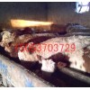 山东西门塔尔牛多少钱一头小公牛小母